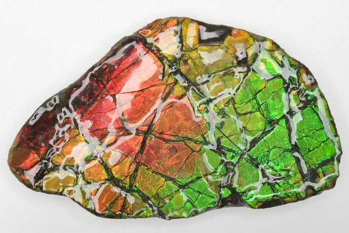 Brilliant Ammolite (Fossil Ammonite Shell) - Alberta, Canada #207221